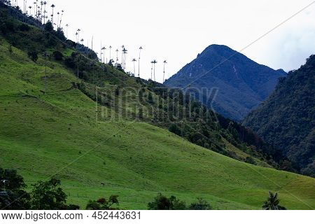 View Of The Beautiful Cloud Forest And The Quindio Wax Palms At The Cocora Valley Located In Salento