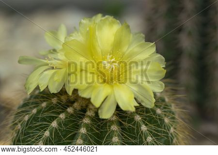 Close-up Of Eriocactus (parodia), Cactus, Succulent Desert Plants With Beautiful Yellow Flowers Bloo