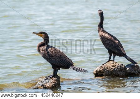 Two Great Cormorants, Phalacrocorax Carbo, Standing On A Stone On The Sea Shore. The Great Cormorant