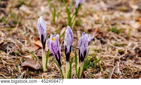 Blooming Crocus Vernus Or Croci With White Petals With Lilac Stripes And Orange Stigma And Anthers, 