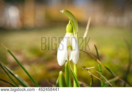 Lily Of The Valley On The Forest Floor. Green Leaves, White Flowers. Early Bloomers That Herald The 