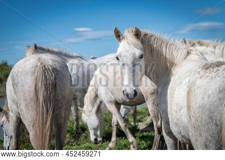 White Horses In Camargue, France Near Les Salines, France