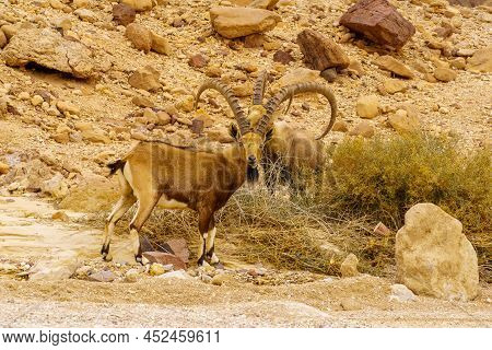 Winter View Of Nubian Ibex In The Arava Desert Valley, Near The Shkhoret Canyon, Southern Israel