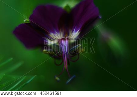 Dark Purple Flower Of Geranium Phaeum 'raven' In The Garden