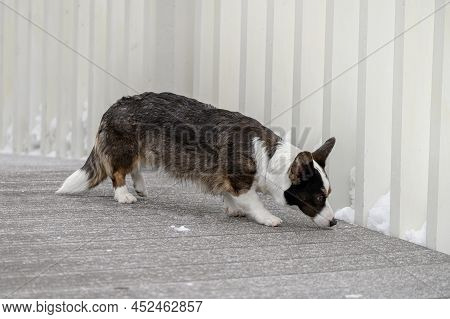 The Dog Follows The Trail In The Yard