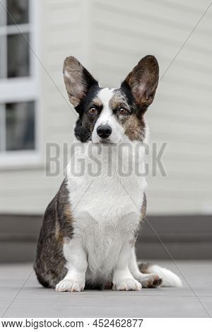 Welsh Corgi Cardigan Sitting On The Near The House In The Yard