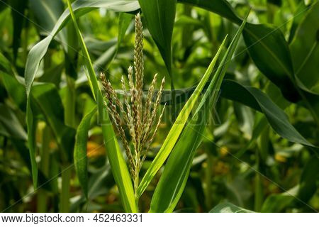 Maize Or Zea Mays Is A Monoecious Plant. The Stamens Of The Flower Produce A Light, Fluffy Pollen Th