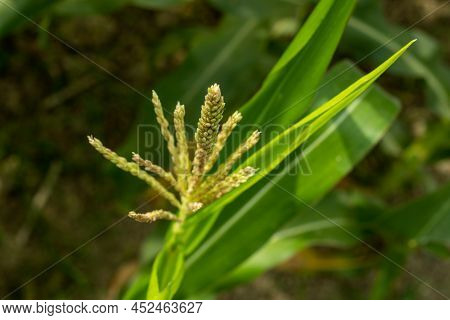The Maize Plant Is Monoecious, Bearing Male Flowers In The Tassel And Female Flowers On The Lateral 