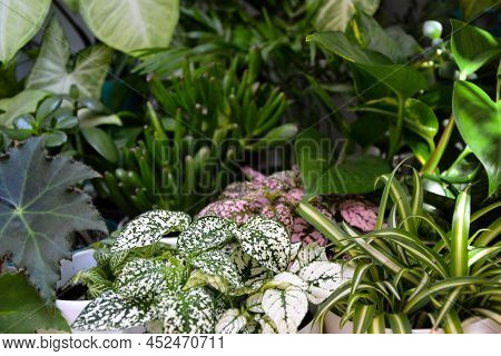 House Plants. Greenery. Home Potted Plant Top View. Epipremnum. Syngonium. Aichryson. Chlorophytum. 