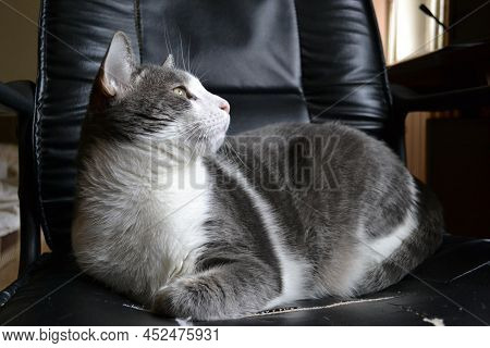 Portrait Of A Gray And White Cat.