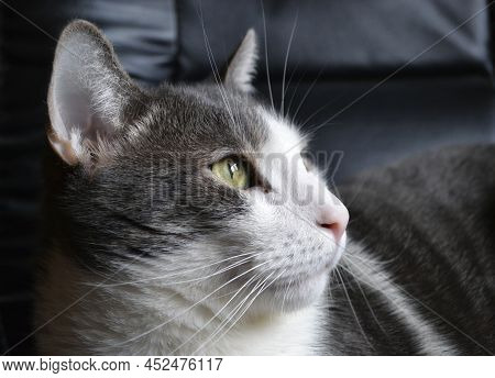 Portrait Of A Gray And White Cat.