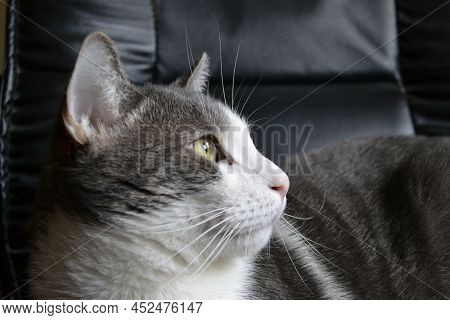 Portrait Of A Gray And White Cat.