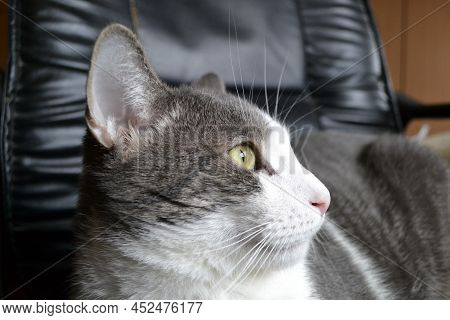 Portrait Of A Gray And White Cat.