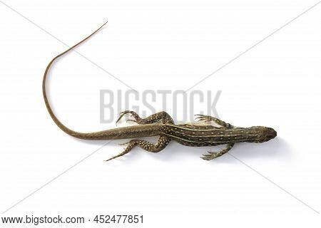 Top View Of Died Common Butterfly Agama Lizard Or Leiolepis Belliana Has Long Tail Brown  And Orange