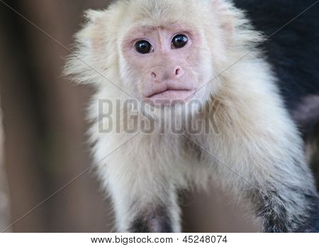 White-faced capuchin monkey