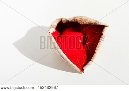 Sarcoscypha austriaca or Sarcoscypha coccinea isolated