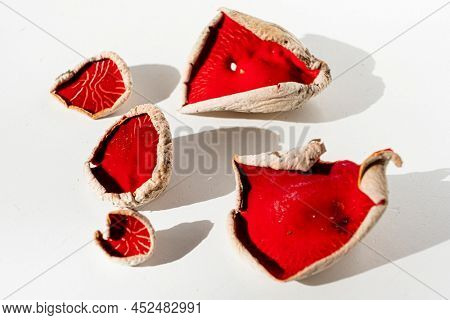 Sarcoscypha austriaca or Sarcoscypha coccinea isolated