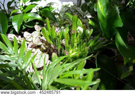 House Plants. Greenery. Home Potted Plant Top View. Epipremnum. Syngonium. Aichryson. Chlorophytum. 
