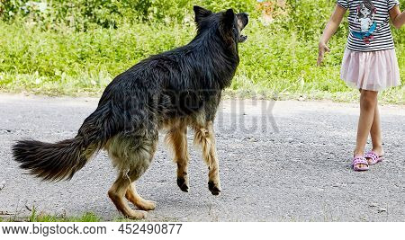 A Little Girl Is Frightened By A Big Black Dog Standing On The Street.