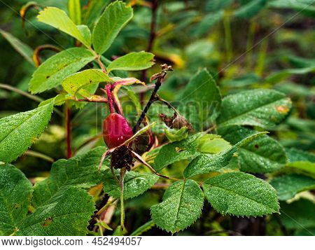 Rosehip Fruits Or Rosehip Cinnamon Latin: Rosa Majalis