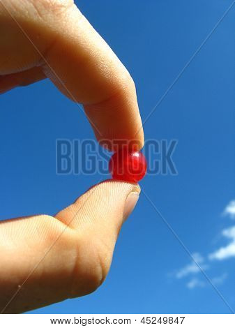 berry of a red currant in the hand