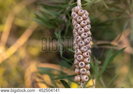 Callistemon Seed Boxes On Branch, Australian Plants, Nature Concept With Copy Space