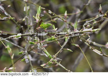 Winged Spindle Tree Sprout. Celastraceae Deciduous Shrub. The World's Three Largest Autumnal Trees. 