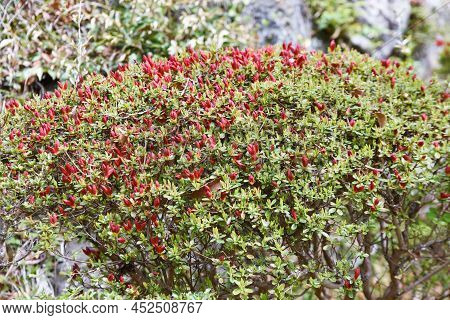 Rhododen Obtusum'kurume Azarea' Blossoms Begin To Bloom. Ericaceae Evergreen Shrub. Flowering Season