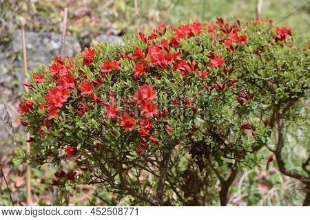 Rhododen Obtusum'kurume Azarea' Blossoms Begin To Bloom. Ericaceae Evergreen Shrub. Flowering Season