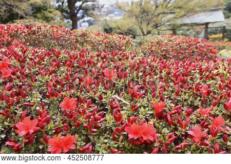 Rhododen Obtusum'kurume Azarea' Blossoms Begin To Bloom. Ericaceae Evergreen Shrub. Flowering Season