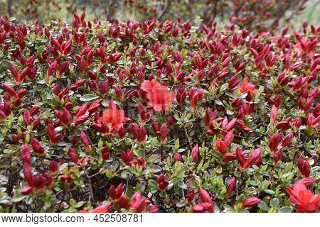 Rhododen Obtusum'kurume Azarea' Blossoms Begin To Bloom. Ericaceae Evergreen Shrub. Flowering Season