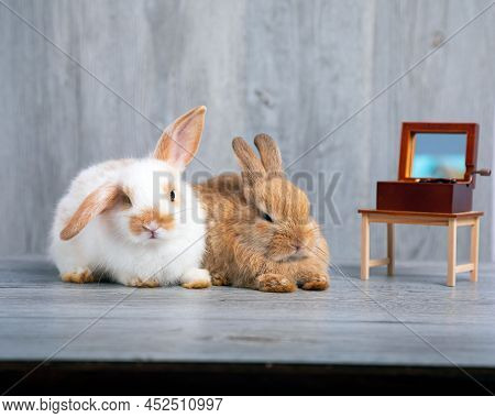 Cute Adorable Two White And Brown Rabbits Sitting Together On Grey Wooden Background Listening Music