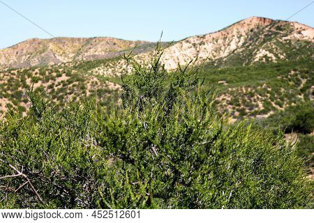 Chaparral Plants On Arid Badlands With Rolling Hills Covered With Sandstone Rocks Taken At A Chaparr