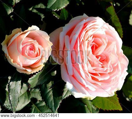 Two Pink Rose Flowers Blossomed In Spring And Some Green Leaves Around