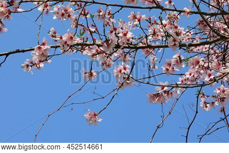 Tree Of Peach Called Pesco In Italian Language And Small Pink Flowers