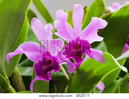 Twin orchidee