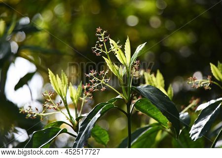 Japanese Laurel (aucuba Japonica) Flowers. Dioecious Aucubaceae Evergreen Shade Shrub.