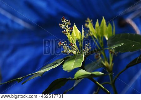 Japanese Laurel (aucuba Japonica) Flowers. Dioecious Aucubaceae Evergreen Shade Shrub.