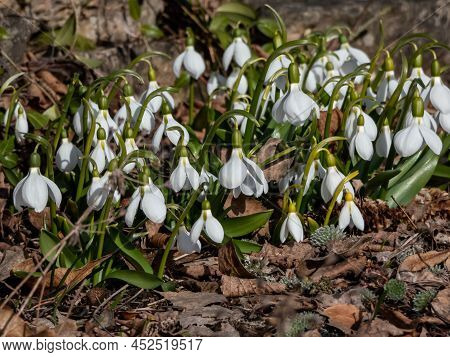 Close-up Of A Group Of Snowdrops (galanthus Fosteri) In Full Bloom Growing In Garden In Bright Sunli