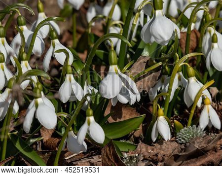 Close-up Of A Group Of Snowdrops (galanthus Fosteri) In Full Bloom Growing In Garden In Bright Sunli