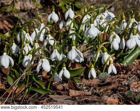Close-up Of A Group Of Snowdrops (galanthus Fosteri) In Full Bloom Growing In Garden In Bright Sunli