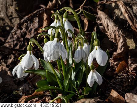 Close-up Of A Group Of Snowdrops (galanthus Fosteri) In Full Bloom Growing In Garden In Bright Sunli