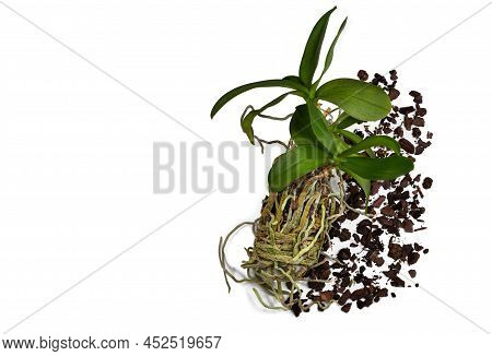 Orchid Flower, Phalaenopsis And Its Root System On A White Background With Copy Space. Orchid Flower