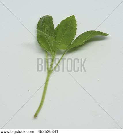 Hindi Name: Tulsi English Name: Holy Basil Latin Name: Ocimum Sactum Linn Penn. With White Backgroun