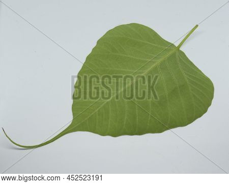 Pipal Tree (ficus Religiosa) Leaf. With White Background