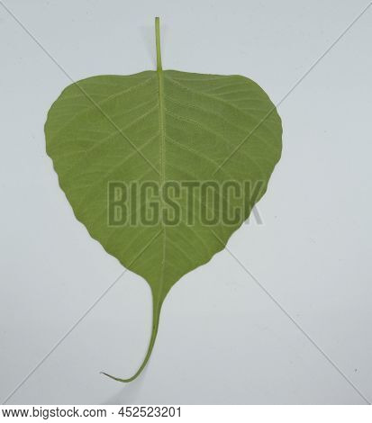 Pipal Tree (ficus Religiosa) Leaf. With White Background