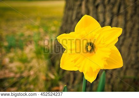 Daffodils At Easter Time On A Meadow. Yellow White Flowers Shine Against The Green Grass. Early Bloo
