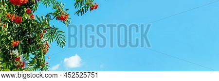 A Branches Of Rowan With Red Berries Background Blue Sky Banner. Autumn And Natural Background. Autu