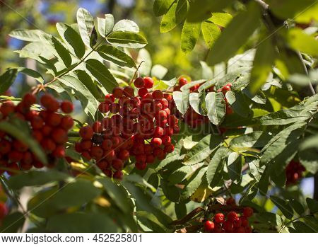 A Branches Of Rowan With Red Berries. Autumn And Natural Background. Autumn Banner With Rowan Berrie