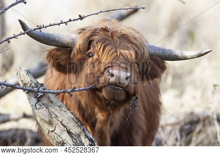 Cute  Young Scottish Highlander Eating From A Twig In Vlaardingen Broekpolder In The Netherlands